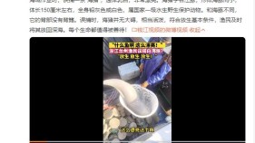 浙江渔民误捕疑海猪后果断放生：每个生命都值得被善待