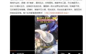 浙江渔民误捕疑海猪后果断放生：每个生命都值得被善待